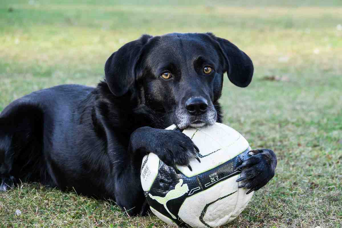 Arsenal, perché c'è un cane negli spogliatoi